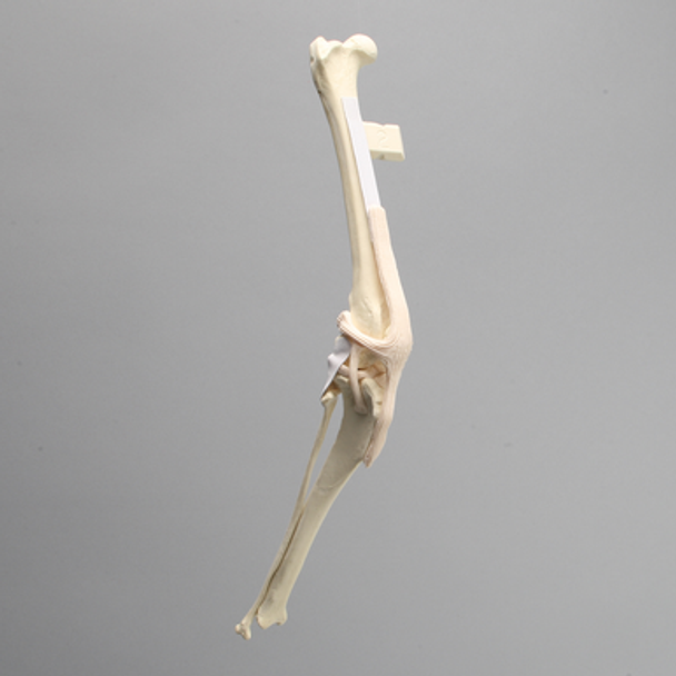 Canine Knee with Vise Attachment, Foam Cortical Shell