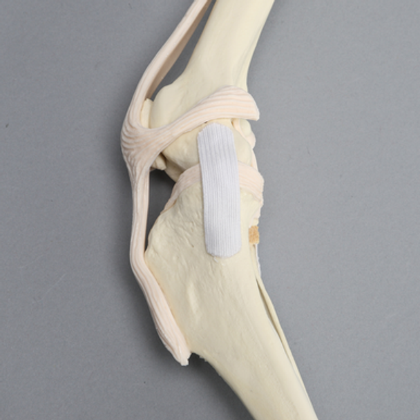 Canine Knee with Vise Attachment, Foam Cortical Shell