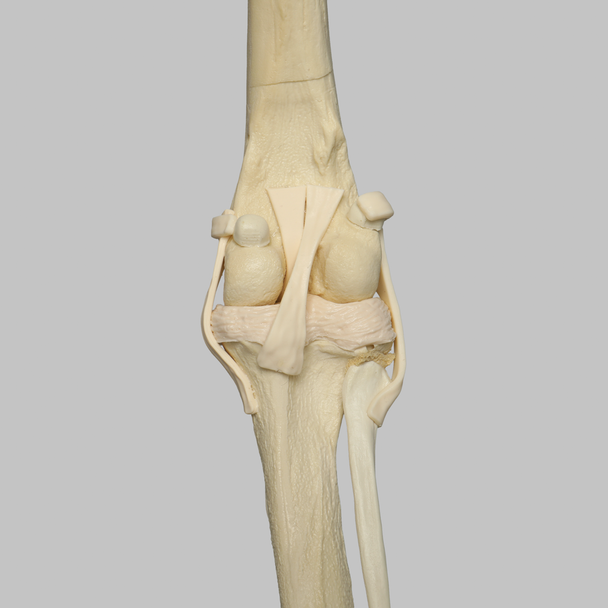 Canine Knee with Vise Attachment, Foam Cortical Shell