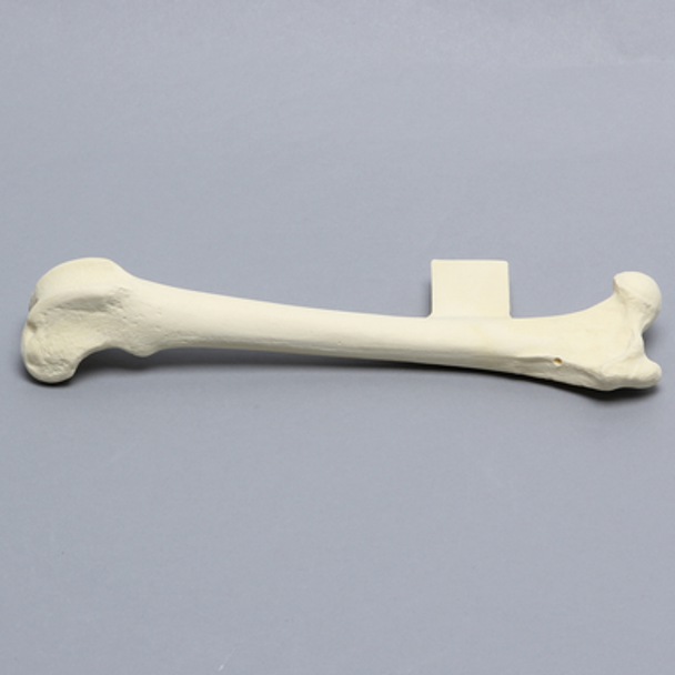 Canine Femur with Vise Attachment