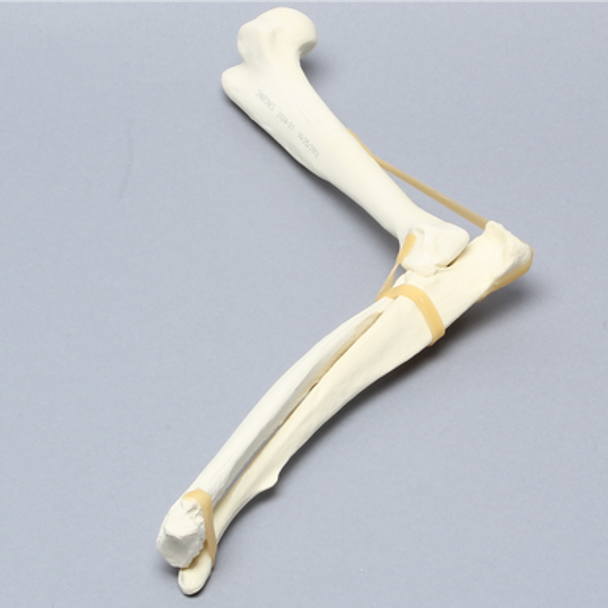 Canine Elbow, Solid Foam, Right