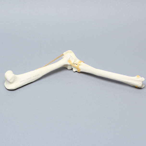 Canine Elbow, Solid Foam, Right