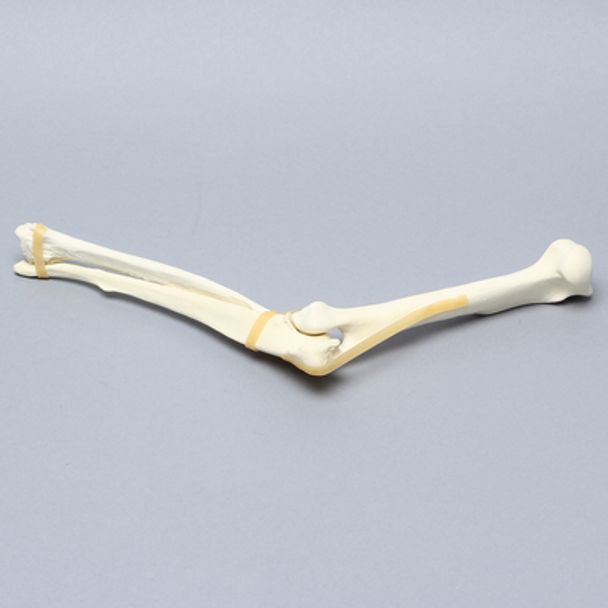 Canine Elbow, Solid Foam, Right