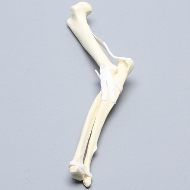 Canine Elbow with Ligaments