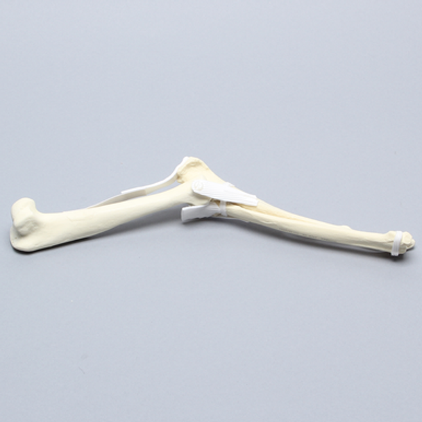 Canine Elbow with Ligaments