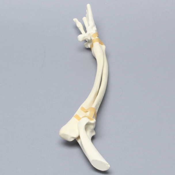 Canine Forelimb with Valgus and Procurvatum Canine Forelimb with Valgus and Procurvatum