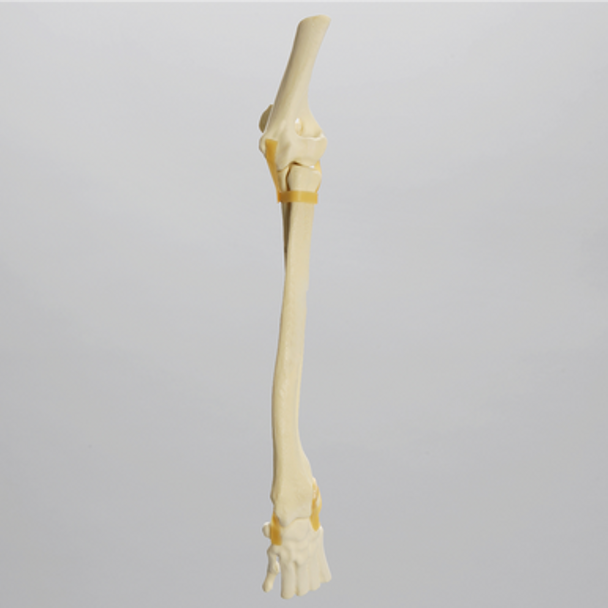 Canine Forelimb with Valgus