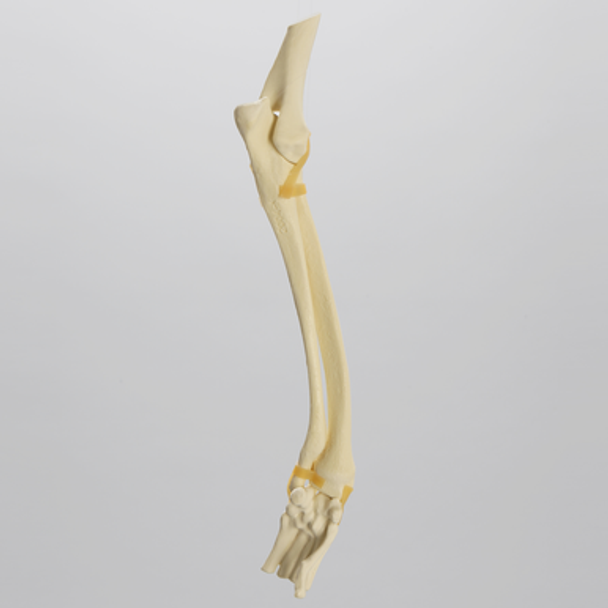 Canine Forelimb with Valgus