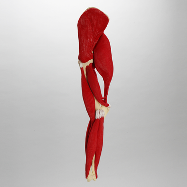 Canine Forelimb includes Shoulder and Elbow with Ligaments and Muscles Canine Forelimb includes Shoulder and Elbow with Ligaments and Muscles