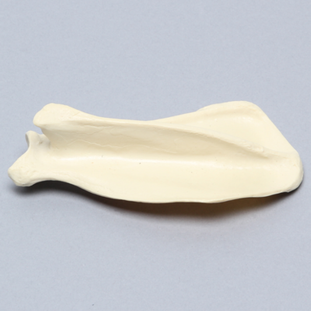 Canine Scapula