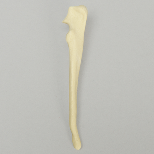Canine Ulna, Toy Breed
