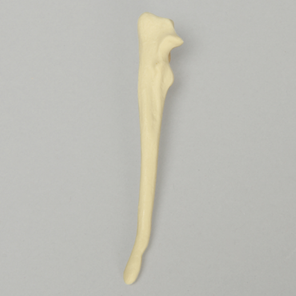 Canine Ulna, Toy Breed