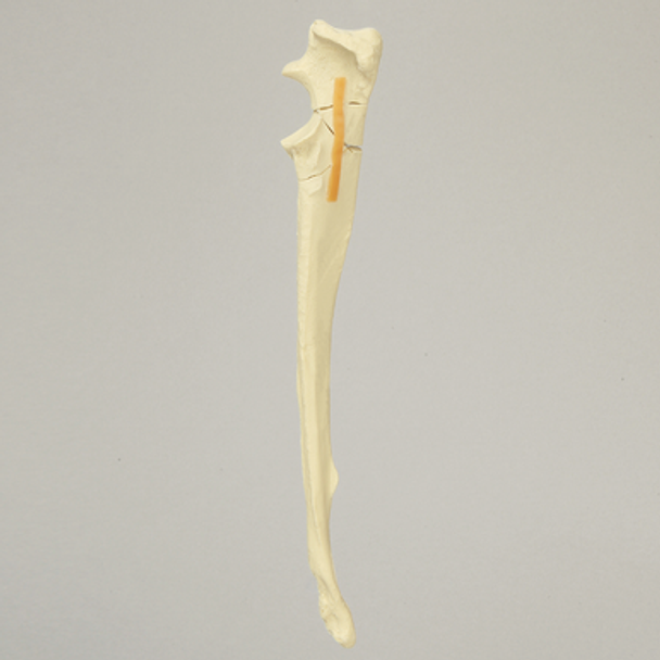 Canine Ulna with Comminuted Olecranon Fracture, Solid Foam