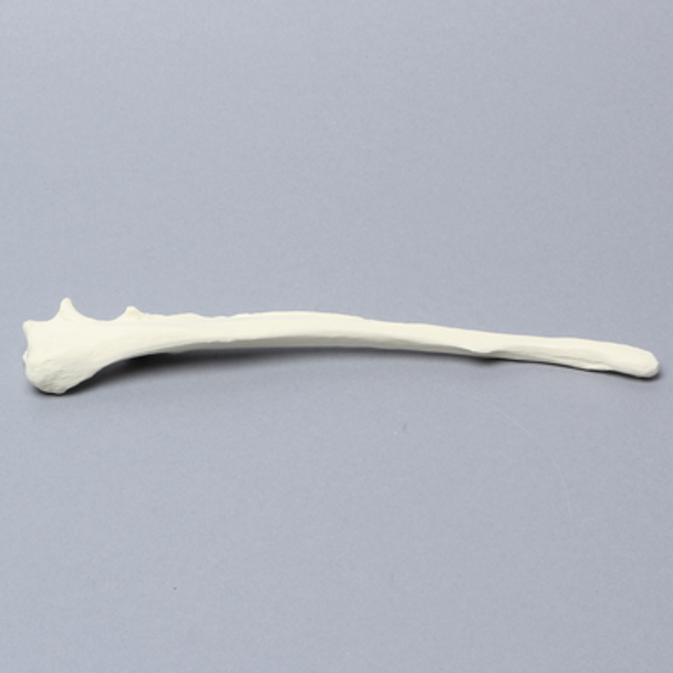 Canine Ulna, Solid Foam, Medium