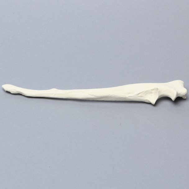 Canine Ulna, Solid Foam, Medium