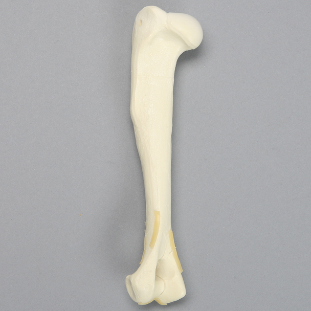 Canine Humerus with Distal "Y" Fracture, Foam Cortical, Left