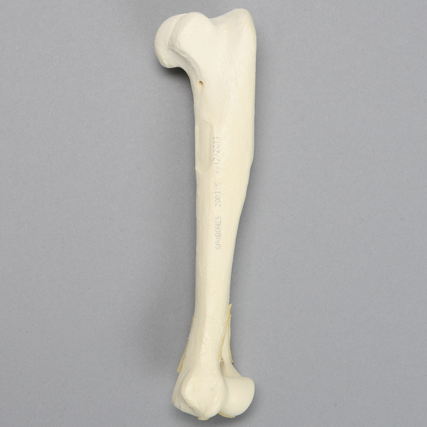 Canine Humerus with Distal "Y" Fracture, Foam Cortical, Left