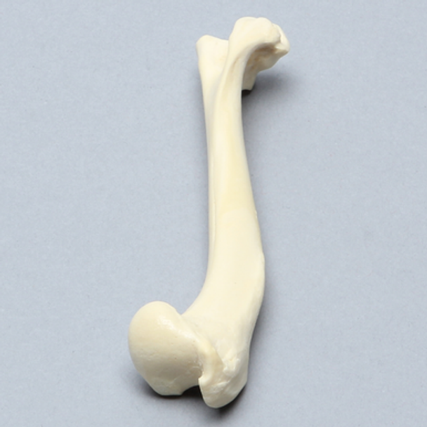 Canine Humerus, Foam Cortical, Small