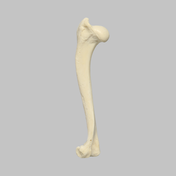 Canine Humerus, Foam Cortical, Small