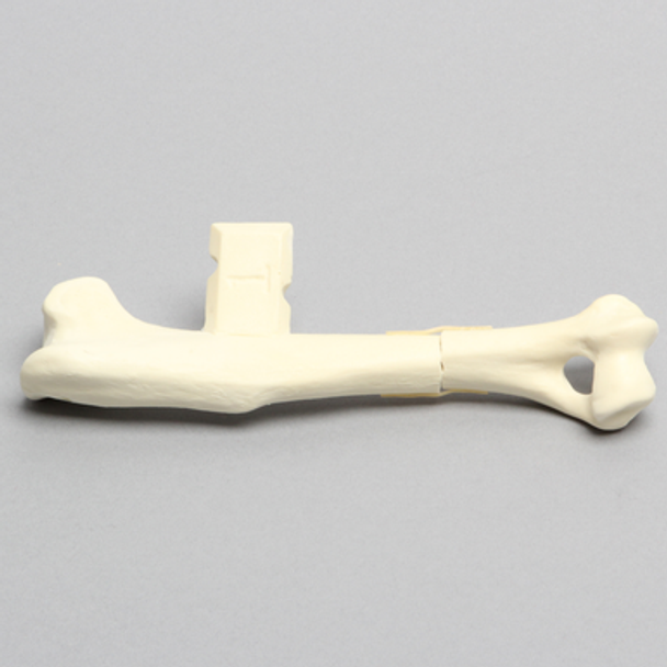 Canine Humerus with Distal Third Transverse Shaft Fracture, Solid Foam