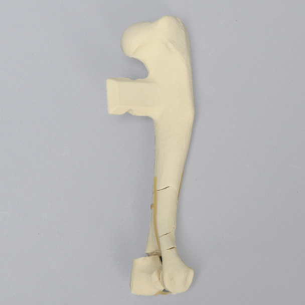 Canine Humerus with Fracture, Enlarged, Solid Foam