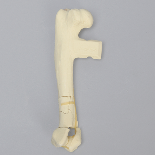 Canine Humerus with Fracture, Enlarged, Solid Foam