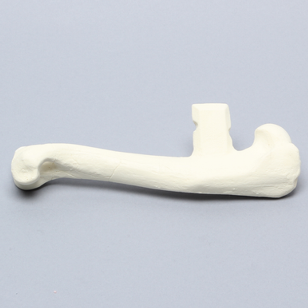 Canine Humerus, Enlarged, Solid Foam