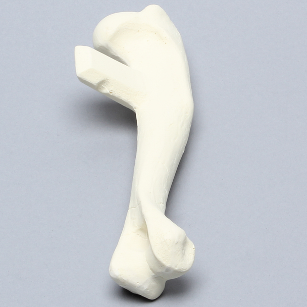 Canine Humerus, Enlarged, Solid Foam