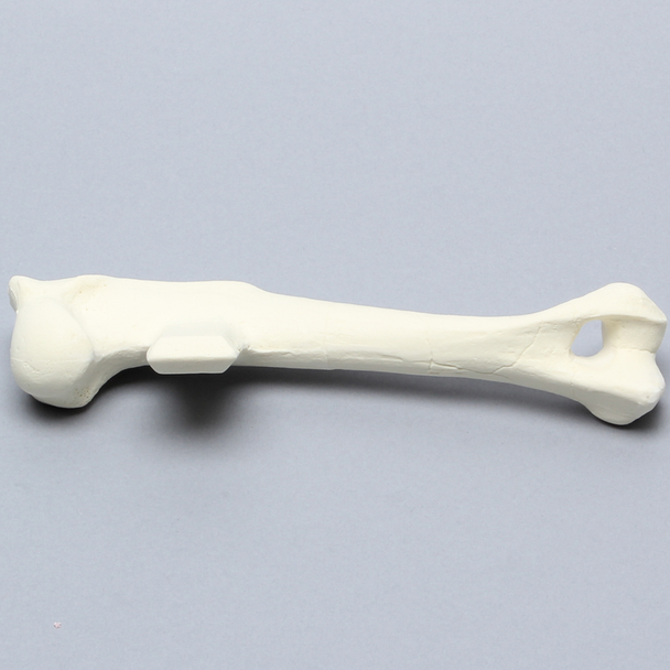 Canine Humerus, Enlarged, Solid Foam
