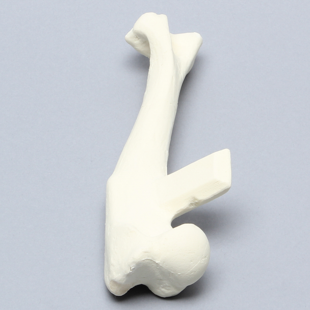 Canine Humerus, Enlarged, Solid Foam
