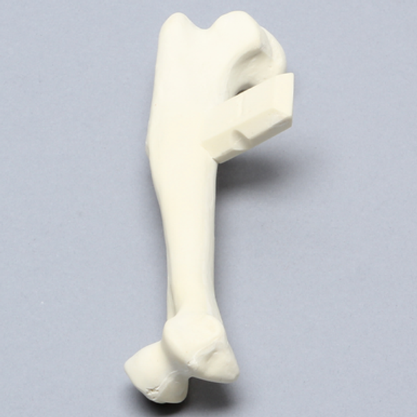 Canine Humerus, Foam Cortical, Large
