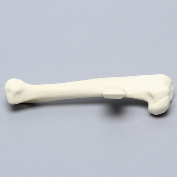 Canine Humerus, Foam Cortical, Large