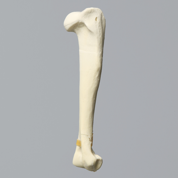 Canine Humerus with Distal "Y" Fracture, Foam Cortical, Right