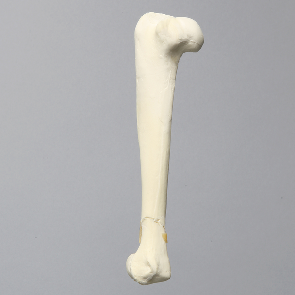 Canine Humerus with Distal "Y" Fracture, Foam Cortical, Right