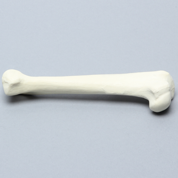 Canine Humerus, Foam Cortical