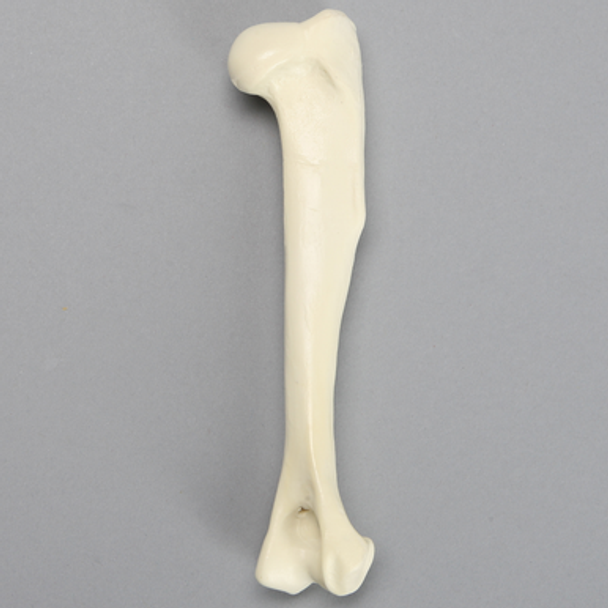 Canine Humerus with 13 mm Canal, Foam Cortical