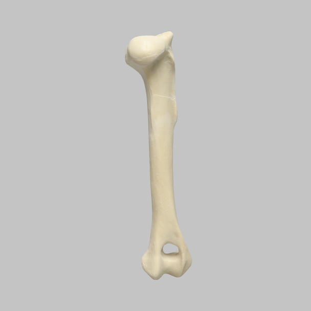 Canine Humerus with 13 mm Canal, Foam Cortical