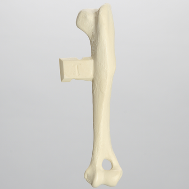 Canine Humerus with Vise Attachment, Foam Cortical