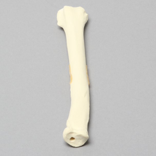 Canine Radius with Midshaft Transverse Fracture, Solid Foam, Left