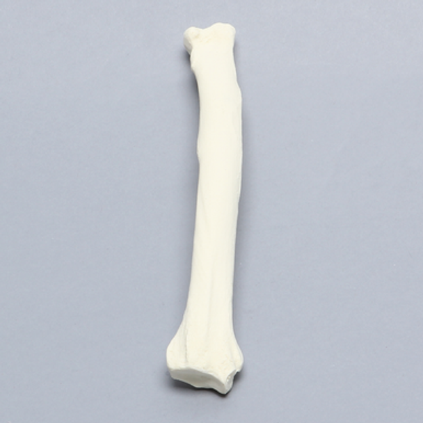 Canine Radius with 20 PCF Density, Solid Foam