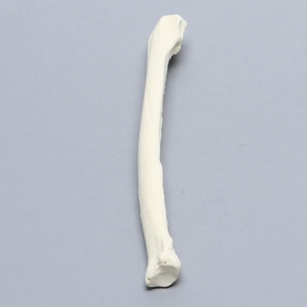 Canine Radius with 20 PCF Density, Solid Foam