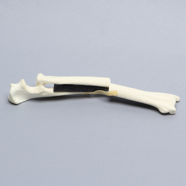 Canine Forelimb with Fractures, Solid Foam Canine Forelimb with Fractures, Solid Foam