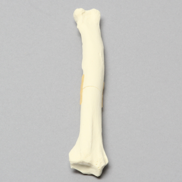 Canine Radius with Midshaft Transverse Fracture, Solid Foam, Right