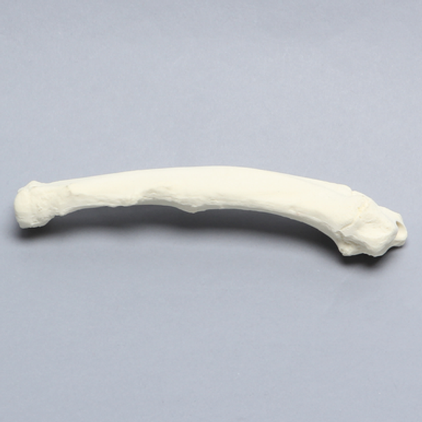 Canine Radius with Pathology, Solid Foam