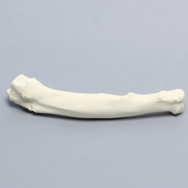 Canine Radius with Pathology, Solid Foam