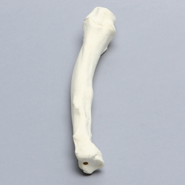 Canine Radius with Pathology, Solid Foam