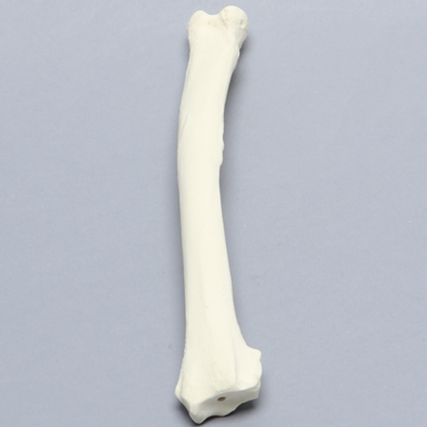 Canine Radius, Solid Foam, Left