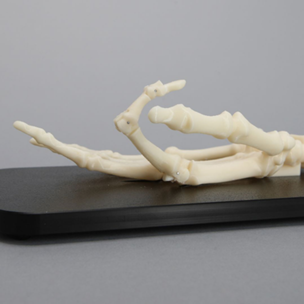 Orthopaedics in Action® Get a Grip Module