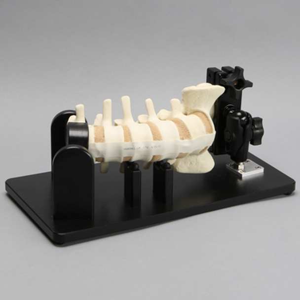 Lateral Lumbar Holder with Spine