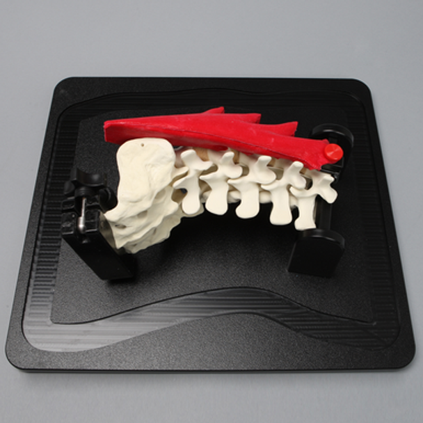 Lateral Lumbar Holder with Cover, Spine, and Muscle